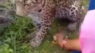 Rajasthan Leopard Rakhi Incident