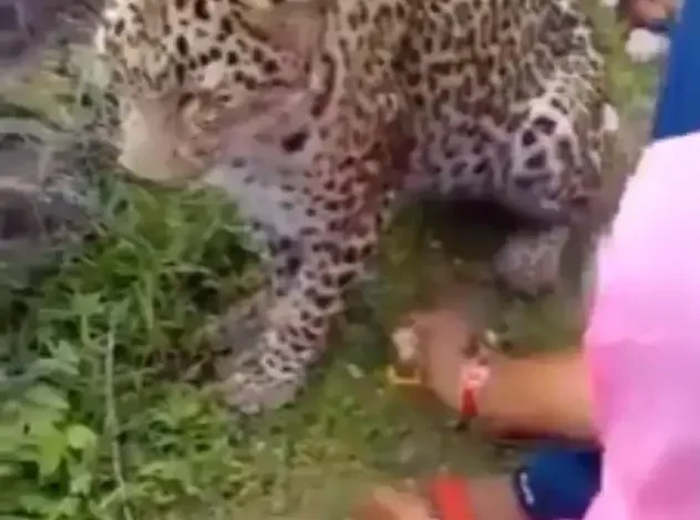 Rajasthan Leopard Rakhi Incident