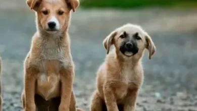 stray dog supreme court order