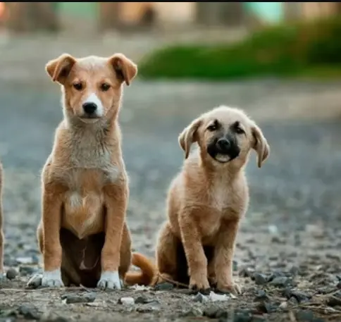 stray dog supreme court order